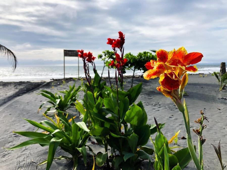 Seaside Garden Ecolodge Mompiche Zewnętrze zdjęcie